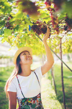 Young Woman harvesting grapes in vineyard during harvest season,の写真素材