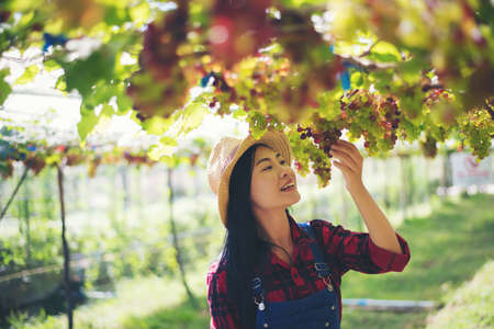Young Woman harvesting grapes in vineyard during harvest season,の写真素材