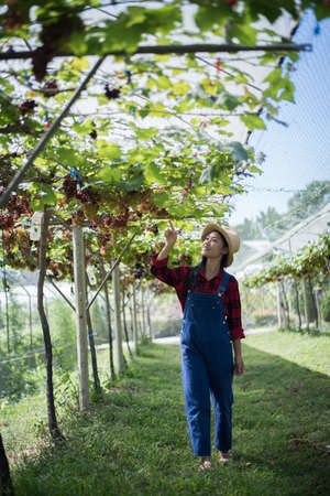 Young Woman harvesting grapes in vineyard during harvest season,の写真素材