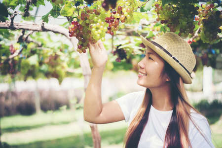Young Woman harvesting grapes in vineyard during harvest season,の写真素材