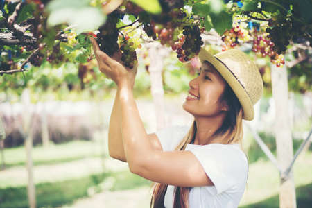 Young Woman harvesting grapes in vineyard during harvest season,の写真素材