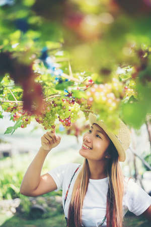 Young Woman harvesting grapes in vineyard during harvest season,の写真素材