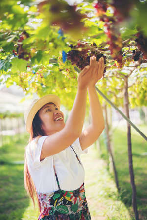 Young Woman harvesting grapes in vineyard during harvest season,の写真素材