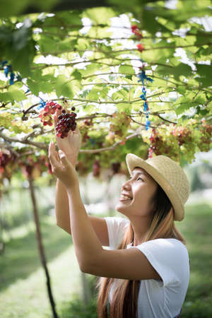 Young Woman harvesting grapes in vineyard during harvest season,の写真素材