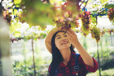 Young Woman harvesting grapes in vineyard during harvest season,の写真素材