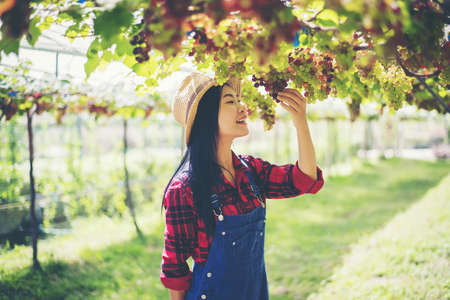Young Woman harvesting grapes in vineyard during harvest season,の写真素材