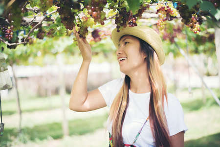 Young Woman harvesting grapes in vineyard during harvest season,の写真素材