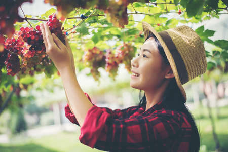 Young Woman harvesting grapes in vineyard during harvest season,の写真素材