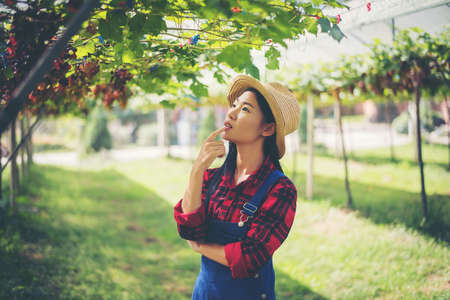 Young woman in enjoying beautiful sunset view on the vineyardの写真素材