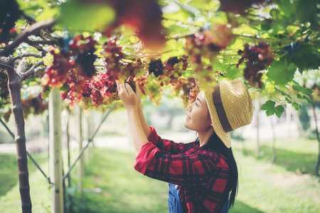 Young Woman harvesting grapes in vineyard during harvest season,の写真素材