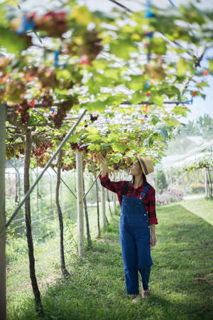 Young Woman harvesting grapes in vineyard during harvest season,の写真素材
