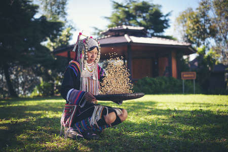 Akha using a winnowing basket separating arabica coffee from shell, Akha in the north of Thailand enjoying with job, Akha was separating coffee from shell by bamboo basket with traditional cloth.の写真素材