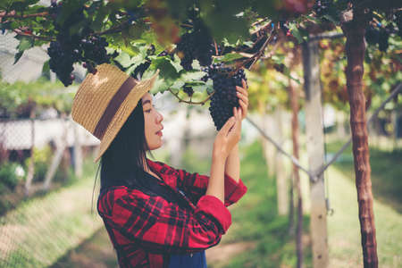 Young woman in enjoying beautiful sunset view on the vineyardの写真素材