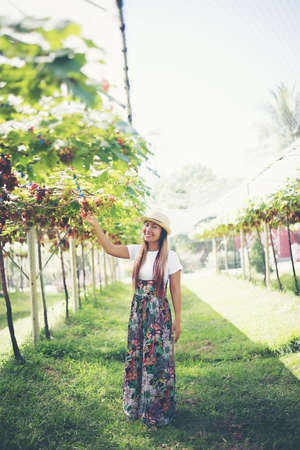 Young Woman harvesting grapes in vineyard during harvest season,の写真素材