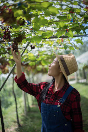 Young Woman harvesting grapes in vineyard during harvest season,の写真素材
