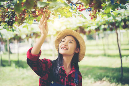 Young Woman harvesting grapes in vineyard during harvest season,