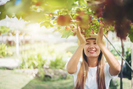 Young Woman harvesting grapes in vineyard during harvest season,の写真素材