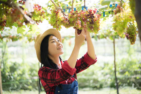 Young Woman harvesting grapes in vineyard during harvest season,の写真素材