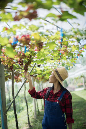 Young Woman harvesting grapes in vineyard during harvest season,の写真素材