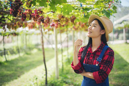 Young woman in enjoying beautiful sunset view on the vineyardの写真素材
