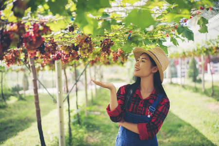 Young woman in enjoying beautiful sunset view on the vineyardの写真素材