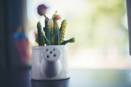 Cactus wood,cactus on wood Still Life Natural Three Cactus Plants on Vintage Wood Background Texture