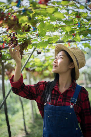 Young Woman harvesting grapes in vineyard during harvest season,の写真素材