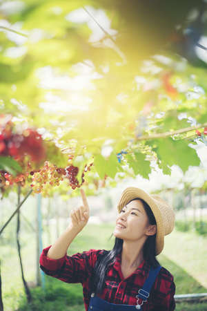 Young Woman harvesting grapes in vineyard during harvest season,