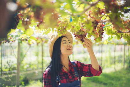 Young Woman harvesting grapes in vineyard during harvest season,の写真素材