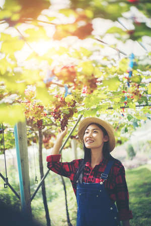 Young Woman harvesting grapes in vineyard during harvest season,の写真素材