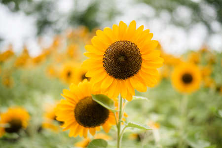 Close up of blooming sunflower in the field with blurred nature background.の写真素材