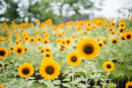 Close up of blooming sunflower in the field with blurred nature background.の写真素材