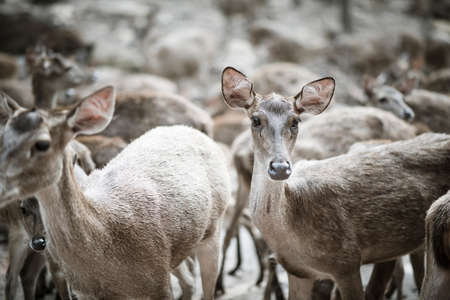 Close up of deer herd. Animals concept.の写真素材