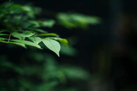 Close up of green leaves on blurred leaf background.の写真素材