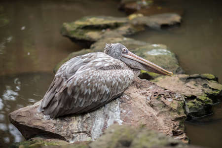 Grey pelican or spot-billed pelican lie down. Wildlife animals.の写真素材