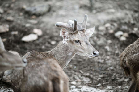 Portrait of deer standing in the zoo. Animals concept.の写真素材