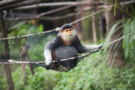 Red-shanked Douc in the zoo. Animals concept.の写真素材