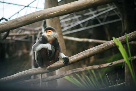 Red-shanked Douc in the zoo. Animals concept.の写真素材