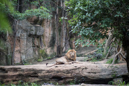 Big lion lying on the stone in daytime resting. Animals concept.の写真素材
