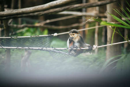 Red-shanked Douc in the zoo. Animals concept.の写真素材
