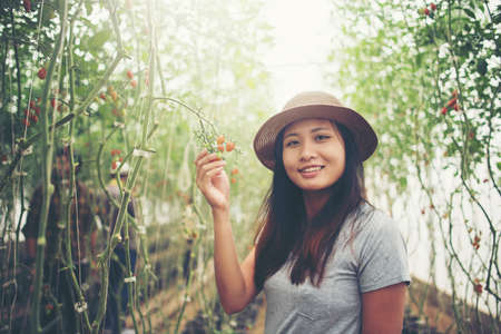 Young woman in a greenhouse with organic tomatoes, harvesting.の写真素材