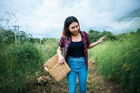 Young farmer harvest fresh asparagus with hand put into the basket.の写真素材