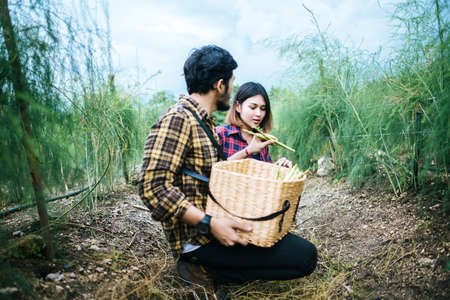 Young farmer couple harvest fresh asparagus with hand together put into the basket.の写真素材
