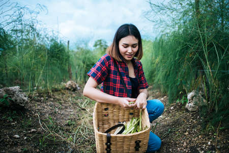 Young farmer harvest fresh asparagus with hand put into the basket.の写真素材