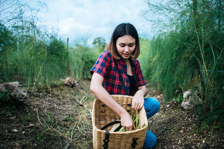 Young farmer harvest fresh asparagus with hand put into the basket.の写真素材