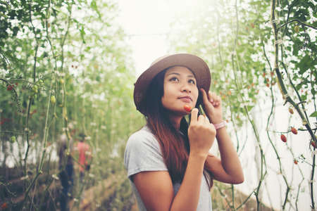 Young woman in a greenhouse with organic tomatoes, harvesting.の写真素材