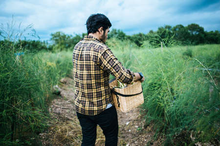 Young farmer harvest fresh asparagus with hand put into the basket.の写真素材