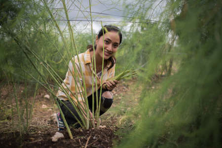 Young pretty farmer harvest fresh asparagus with hand in the field.の写真素材