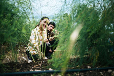 Young farmer couple harvest fresh asparagus with hand together put into the basket.の写真素材