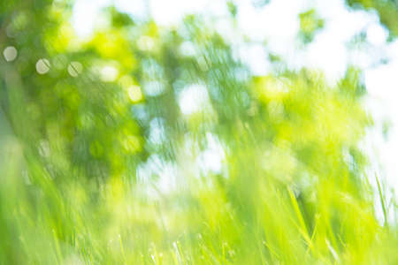 grass blur backgroundの写真素材
